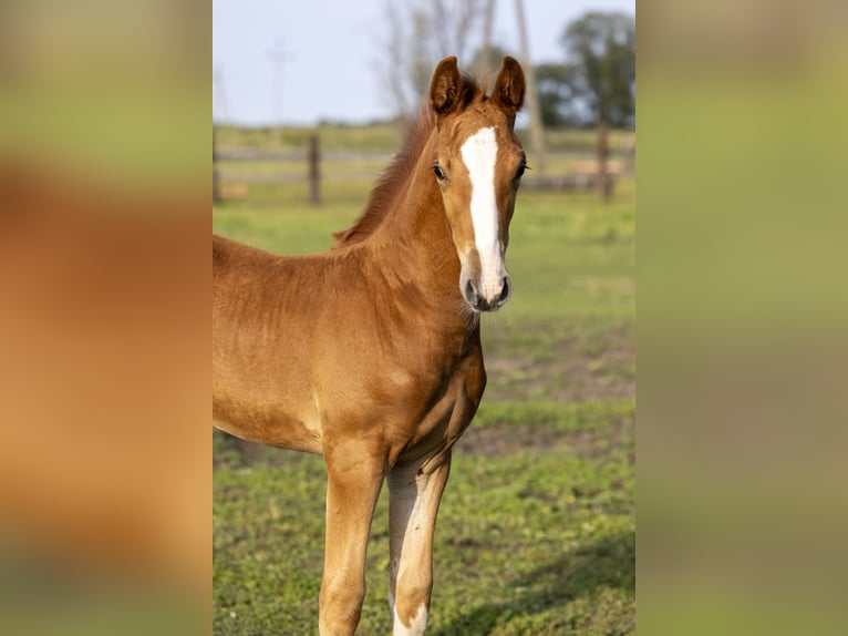 Demi-sang polonais Étalon Poulain (06/2024) 165 cm Alezan in GŁOGÓW