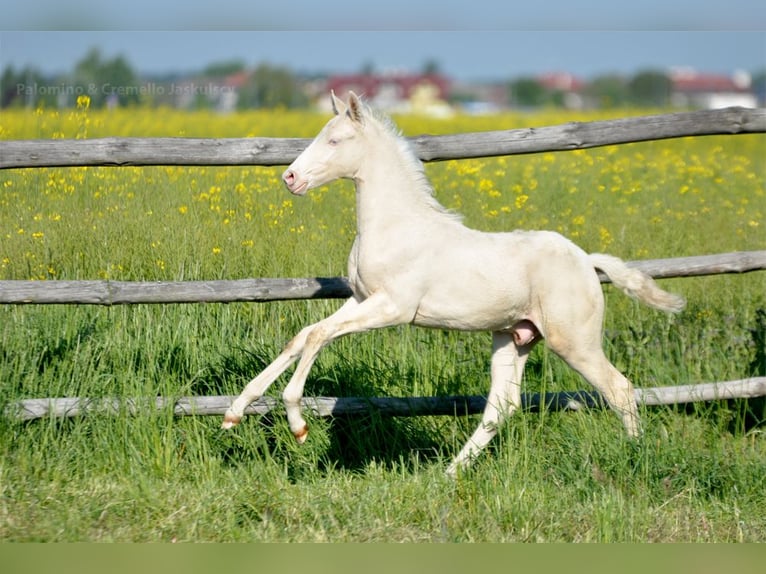 Demi-sang polonais Étalon  165 cm Cremello in Piecowice