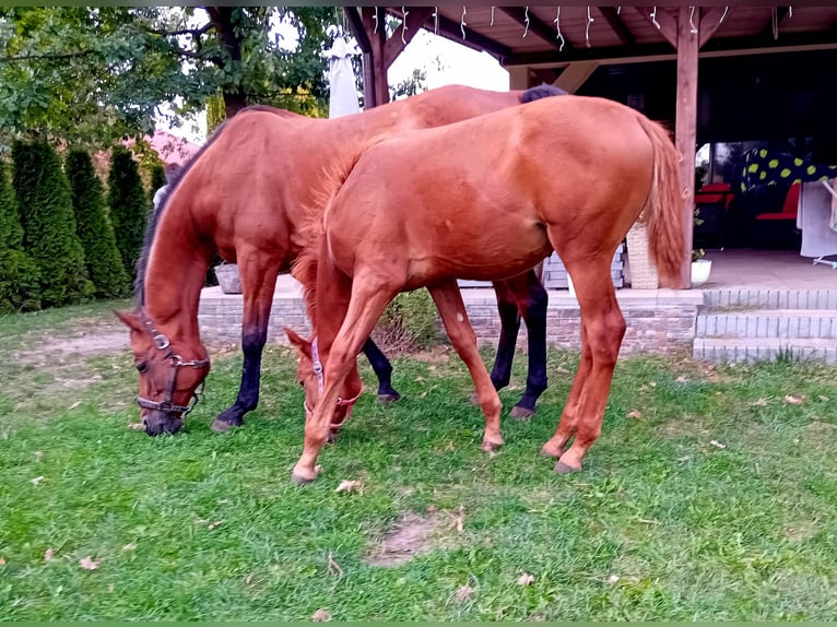 Demi-sang polonais Étalon Poulain (04/2024) 170 cm Alezan in Zalesie Górne