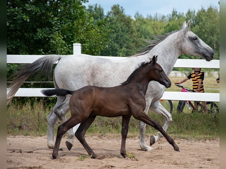 Demi-sang polonais Étalon Poulain (05/2024) 170 cm Gris in Zagnańsk