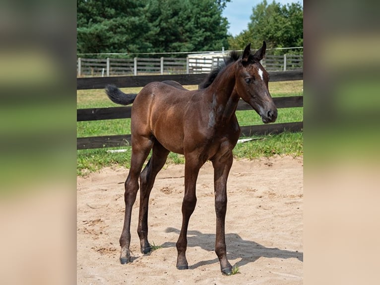 Demi-sang polonais Étalon Poulain (05/2024) 170 cm Gris in Zagnańsk