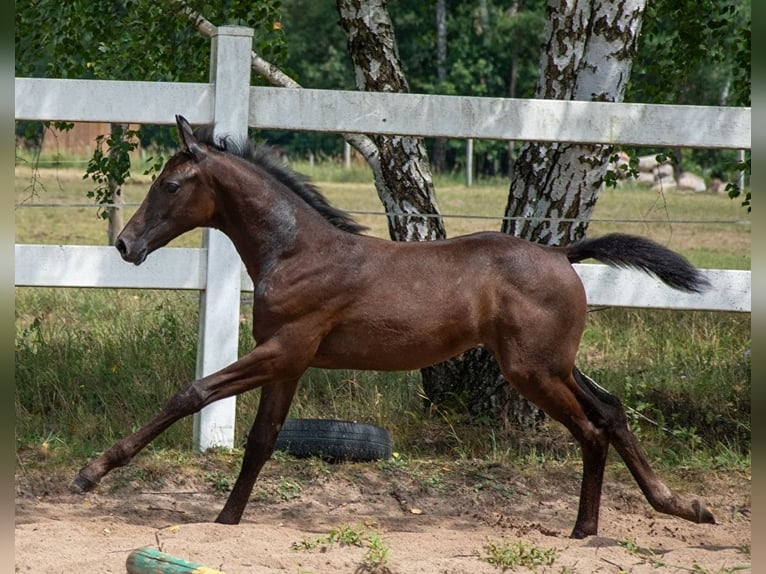 Demi-sang polonais Étalon Poulain (05/2024) 170 cm Gris in Zagnańsk