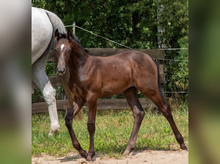 Demi-sang polonais Étalon Poulain (05/2024) 170 cm Gris in Zagnańsk