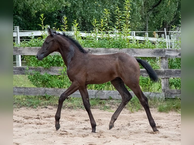 Demi-sang polonais Étalon Poulain (05/2024) 170 cm Gris in Zagnańsk