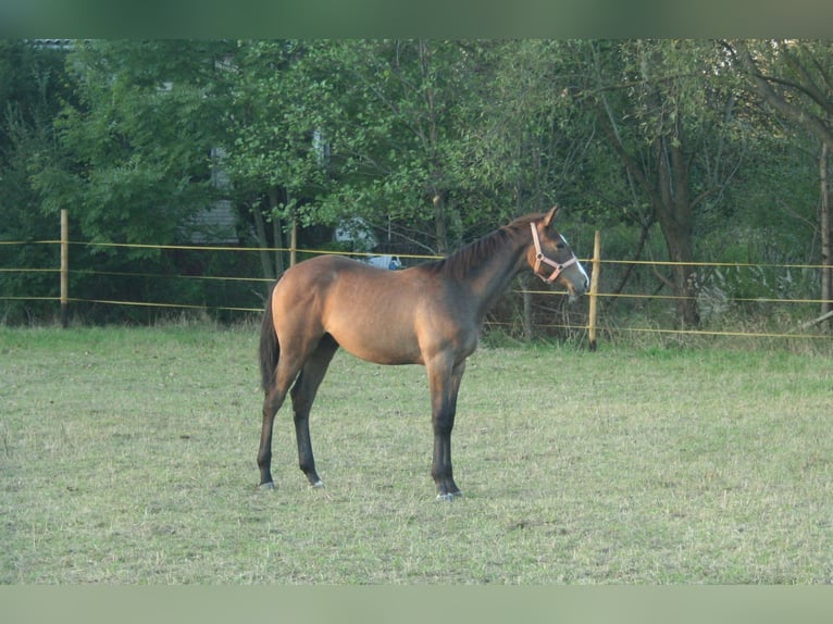 Demi-sang polonais Étalon Poulain (03/2024) 170 cm Gris in Łańcut