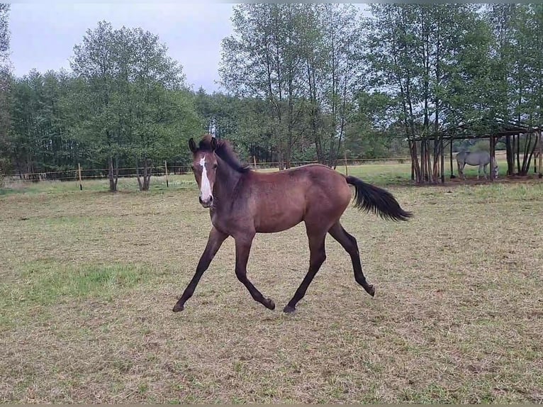 Demi-sang polonais Étalon Poulain (03/2024) 170 cm Gris in Łańcut