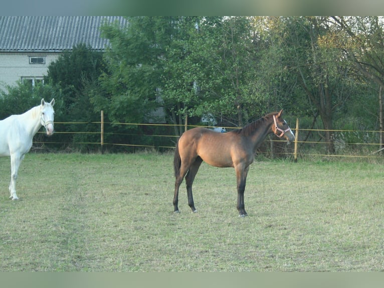 Demi-sang polonais Étalon Poulain (03/2024) 170 cm Gris in Łańcut