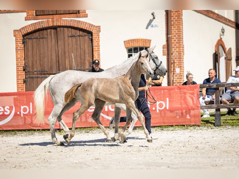 Demi-sang polonais Étalon Poulain (03/2024) Gris in Podzamek Golubski