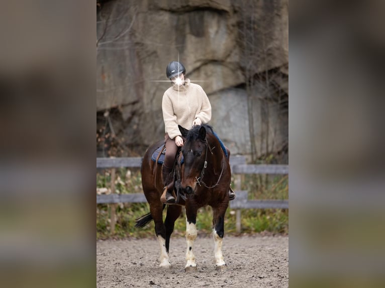 Demi-sang polonais Croisé Hongre 10 Ans 153 cm Pinto in Renchen