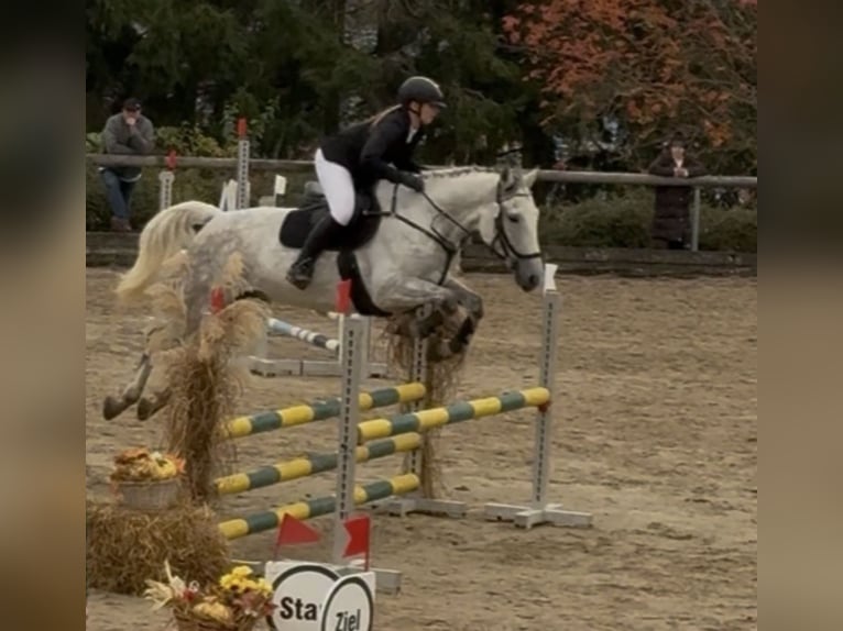 Demi-sang polonais Croisé Hongre 10 Ans 158 cm Gris in Reichenbach