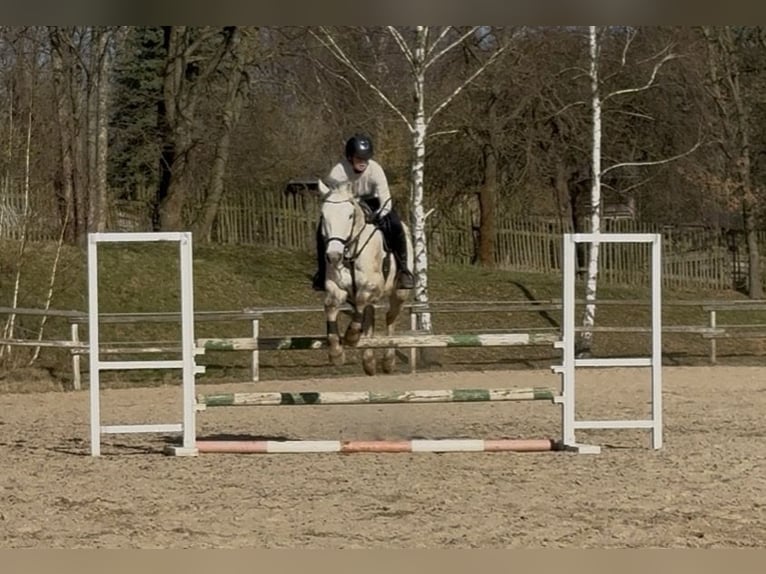 Demi-sang polonais Croisé Hongre 10 Ans 158 cm Gris in Reichenbach