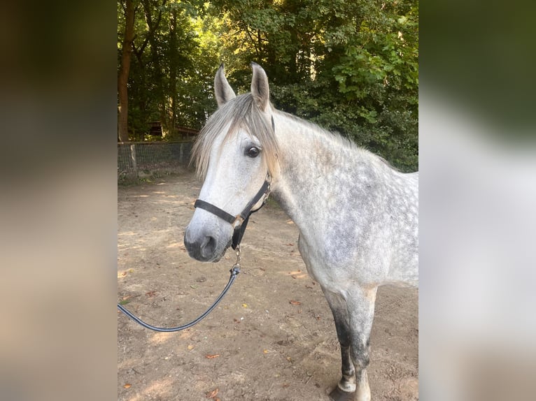 Demi-sang polonais Hongre 10 Ans 160 cm Gris pommelé in Barth