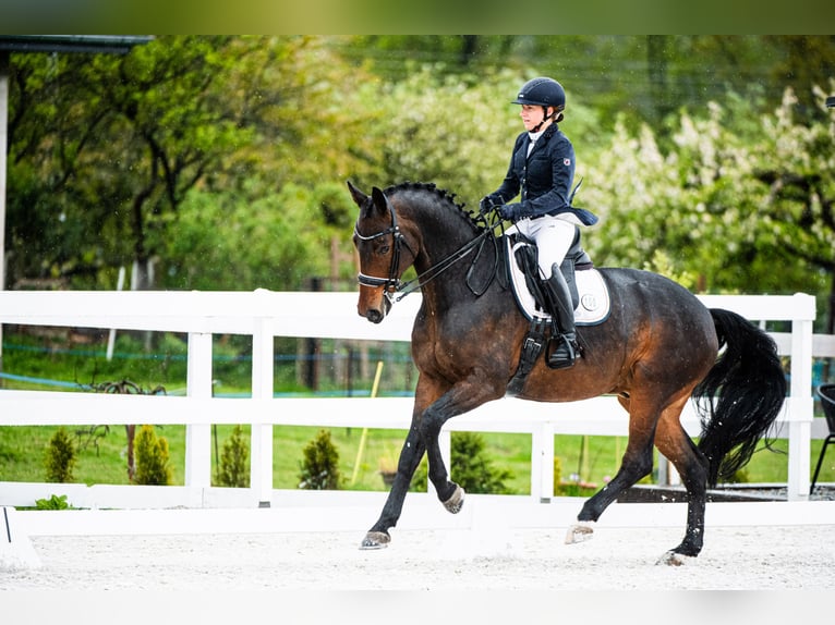 Demi-sang polonais Hongre 10 Ans 165 cm Bai in Kraków