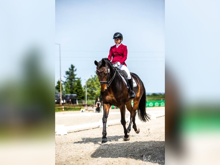 Demi-sang polonais Hongre 10 Ans 165 cm Bai in Kraków