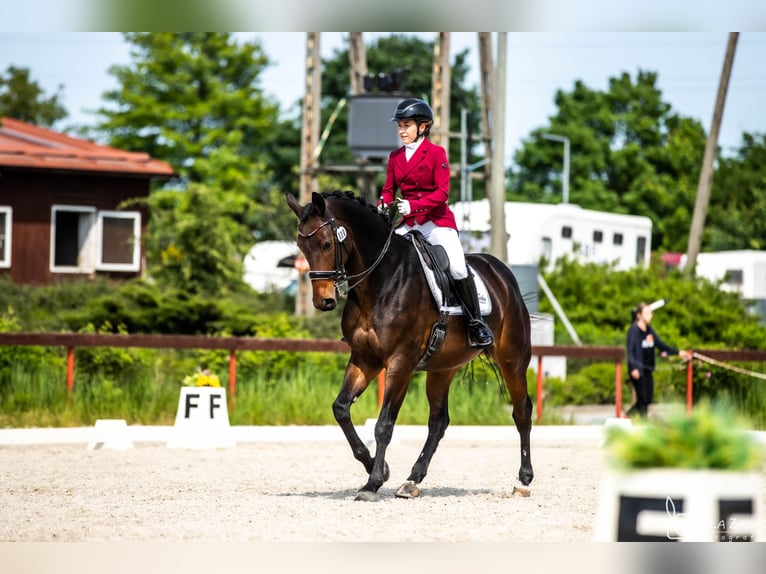 Demi-sang polonais Hongre 10 Ans 165 cm Bai in Kraków