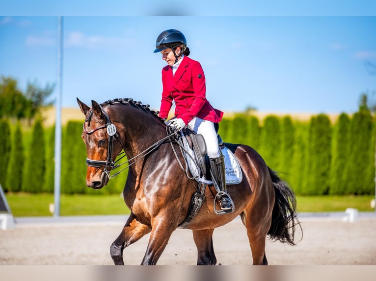 Demi-sang polonais Hongre 10 Ans 165 cm Bai in Kraków