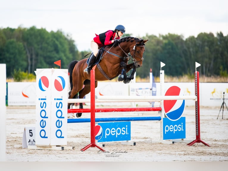 Demi-sang polonais Hongre 11 Ans 173 cm Bai cerise in &#x141;o&#x15B;