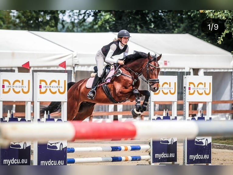 Demi-sang polonais Hongre 12 Ans 165 cm Bai cerise in Trzebnica