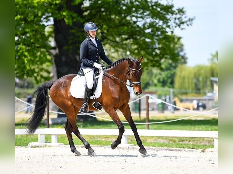 Demi-sang polonais Hongre 12 Ans 165 cm Bai cerise in Trzebnica