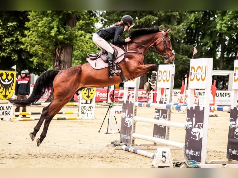 Demi-sang polonais Hongre 12 Ans 165 cm Bai cerise in Trzebnica