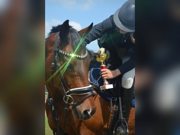 Demi-sang polonais Hongre 12 Ans 165 cm Bai cerise in Trzebnica
