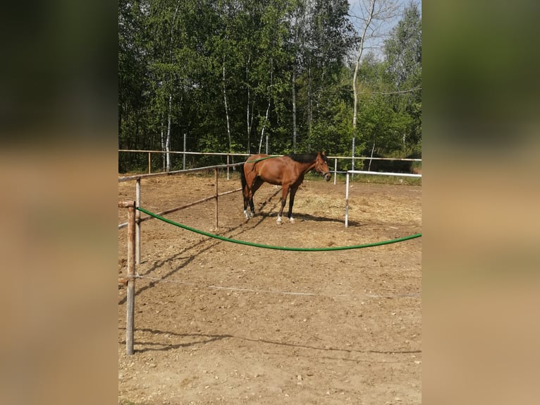 Demi-sang polonais Croisé Hongre 13 Ans 166 cm Bai cerise in Hadra