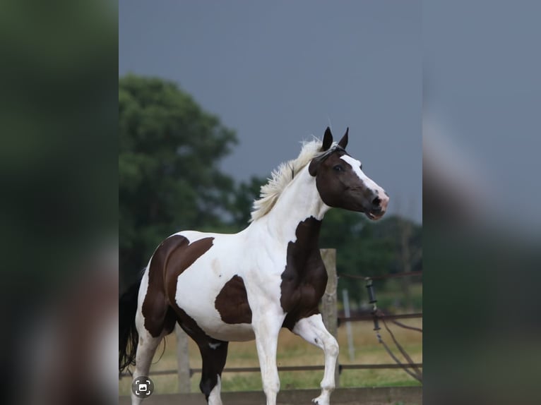 Demi-sang polonais Hongre 13 Ans 168 cm Pinto in Wittmund Carolinensiel