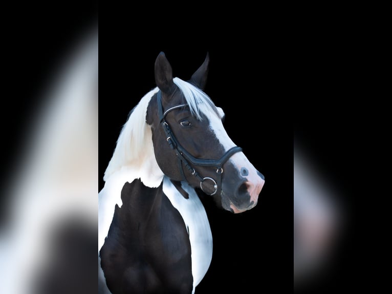 Demi-sang polonais Hongre 13 Ans 168 cm Pinto in Wittmund Carolinensiel