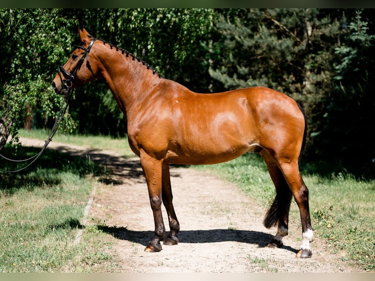 Demi-sang polonais Hongre 14 Ans 164 cm Bai in Zar&#x119;by