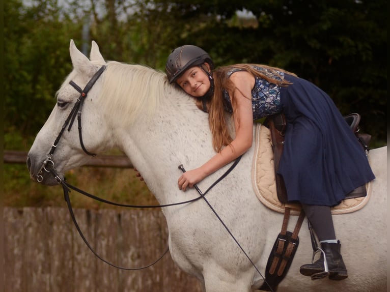 Demi-sang polonais Hongre 15 Ans 161 cm Rouan bleu in Nandlstadt