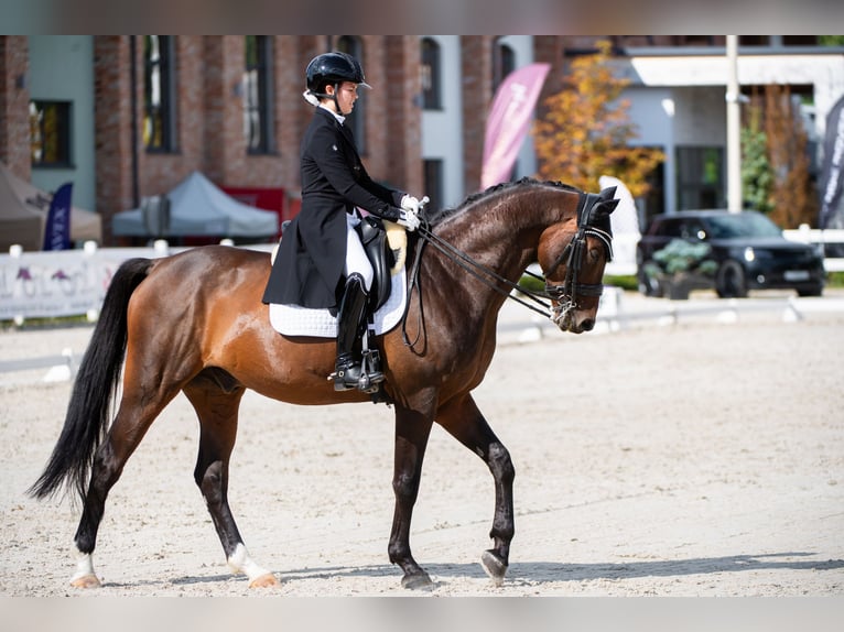 Demi-sang polonais Hongre 15 Ans 164 cm Bai in Tarzymiechy Pierwsze