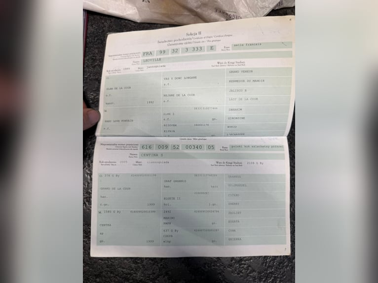 Demi-sang polonais Hongre 15 Ans 165 cm Bai brun in Sprockh&#xF6;vel