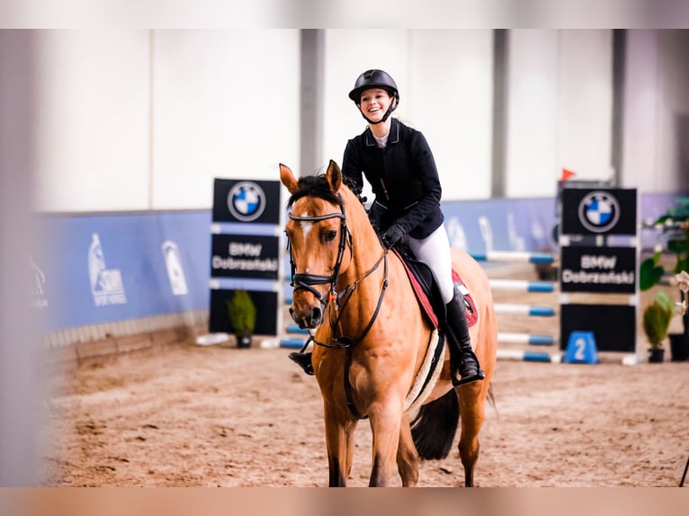 Demi-sang polonais Hongre 16 Ans 168 cm Bai cerise in Mikołów