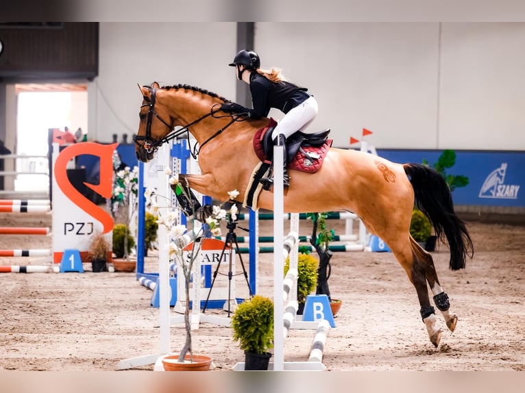 Demi-sang polonais Hongre 16 Ans 168 cm Bai cerise in Mikołów