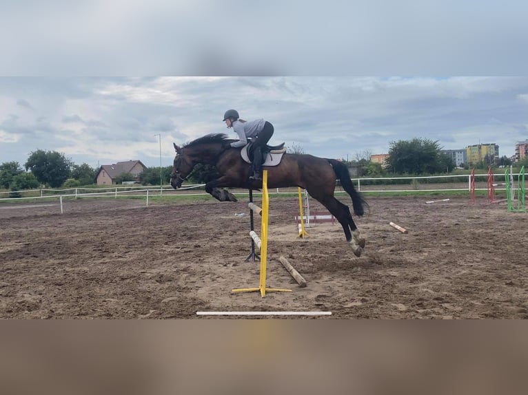 Demi-sang polonais Hongre 16 Ans 173 cm Bai brun in Kalisz