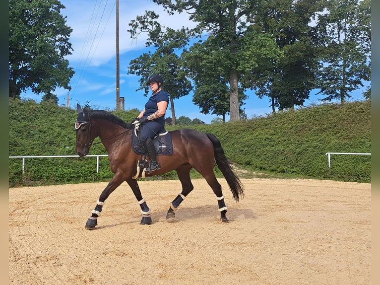 Demi-sang polonais Hongre 17 Ans 167 cm Bai brun foncé in Altheim