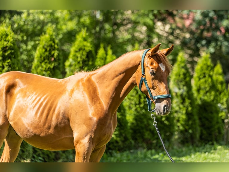 Demi-sang polonais Hongre 1 Année 170 cm Alezan in Zalesie G&#xF3;rne