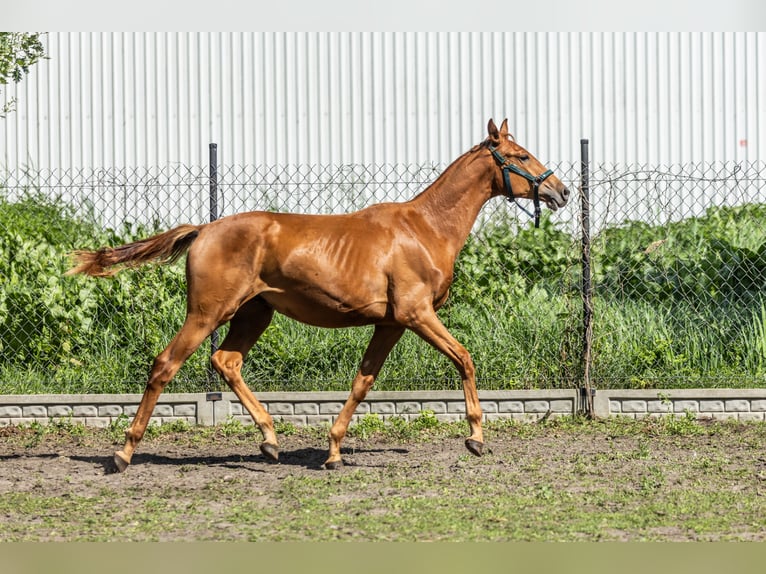 Demi-sang polonais Hongre 1 Année 170 cm Alezan in Zalesie G&#xF3;rne