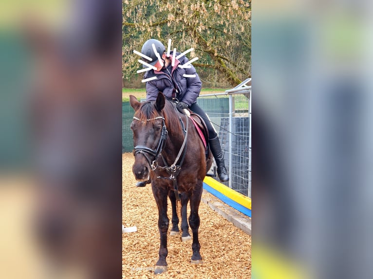 Demi-sang polonais Hongre 21 Ans 160 cm Bai brun in Hendschiken