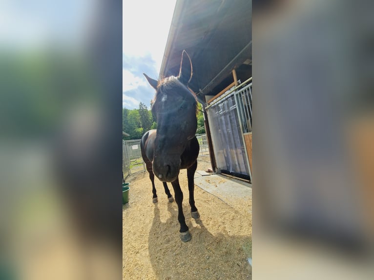 Demi-sang polonais Hongre 21 Ans 160 cm Bai brun in Hendschiken