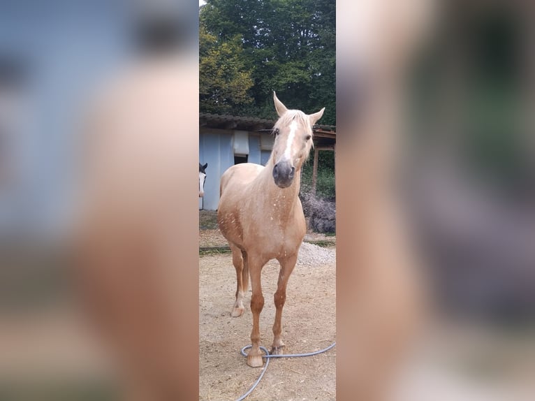 Demi-sang polonais Hongre 22 Ans 170 cm Palomino in Bitz