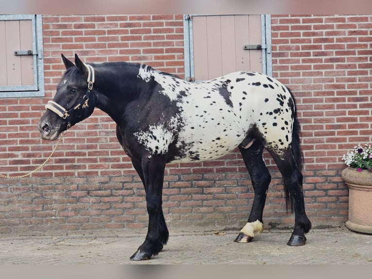 Demi-sang polonais Hongre 2 Ans 159 cm Léopard in Someren