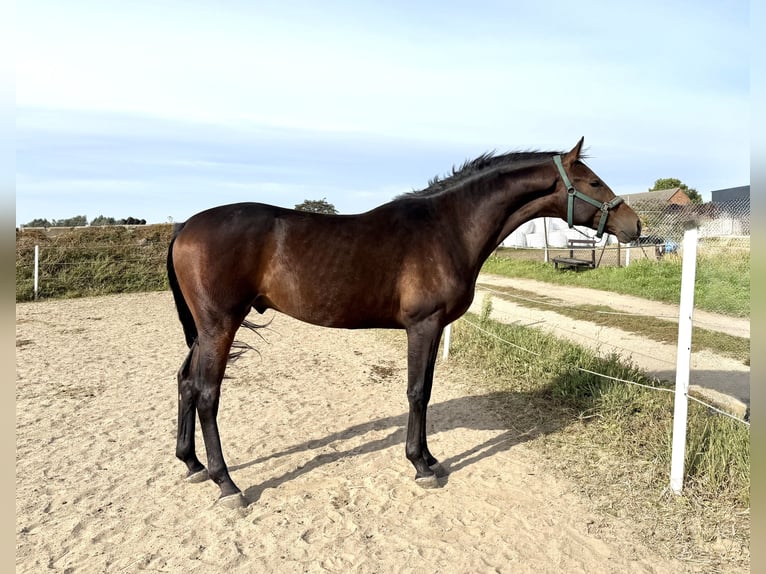 Demi-sang polonais Hongre 2 Ans 165 cm Bai brun in Dolsk