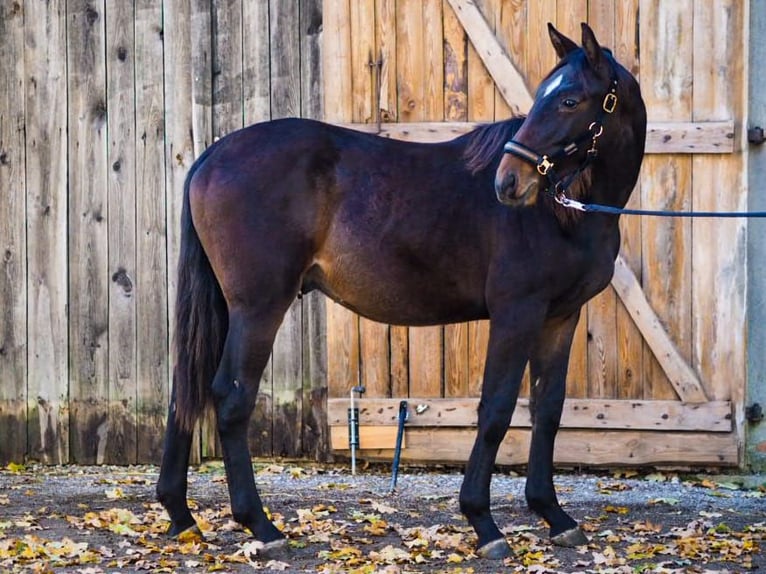 Demi-sang polonais Hongre 2 Ans 165 cm Bai brun in Unieszewo