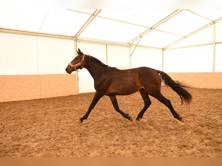 Demi-sang polonais Hongre 2 Ans 165 cm Bai brun in Unieszewo