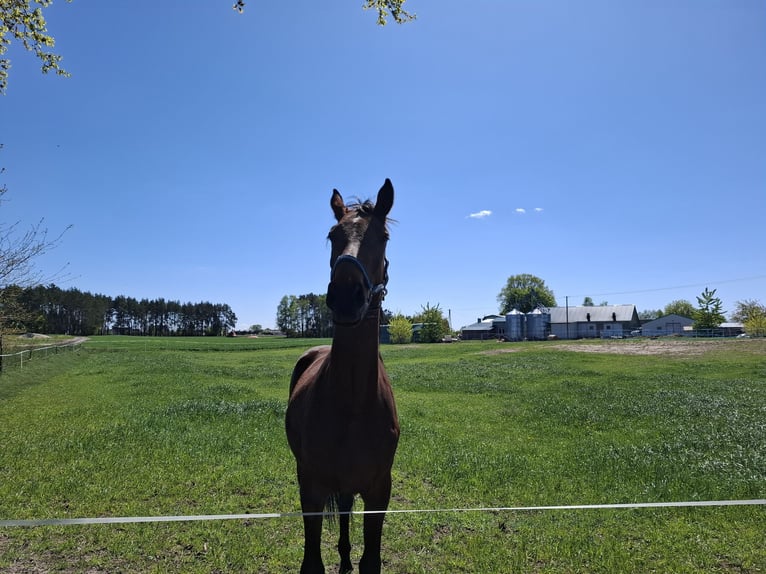 Demi-sang polonais Hongre 2 Ans 172 cm Bai cerise in WĘTFIE