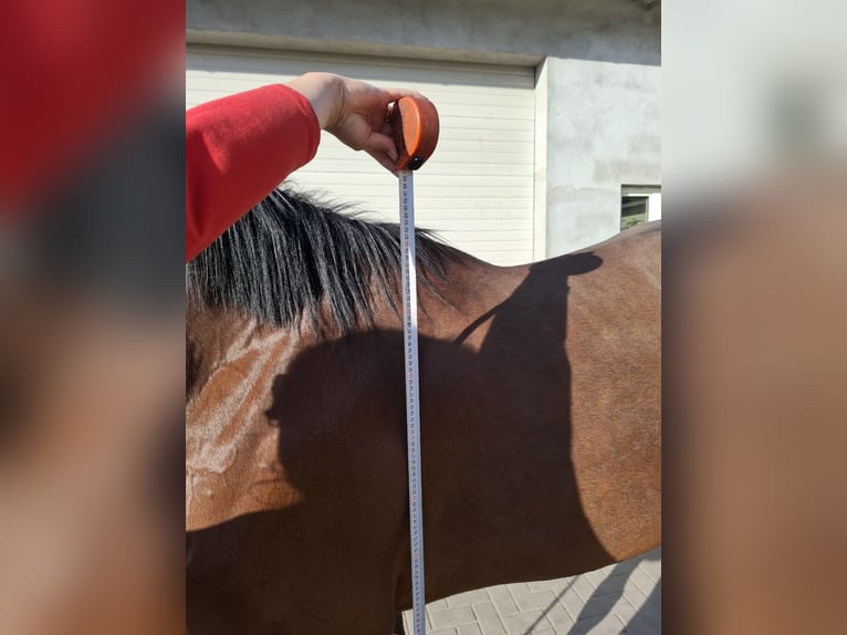 Demi-sang polonais Hongre 2 Ans 172 cm Bai cerise in WĘTFIE