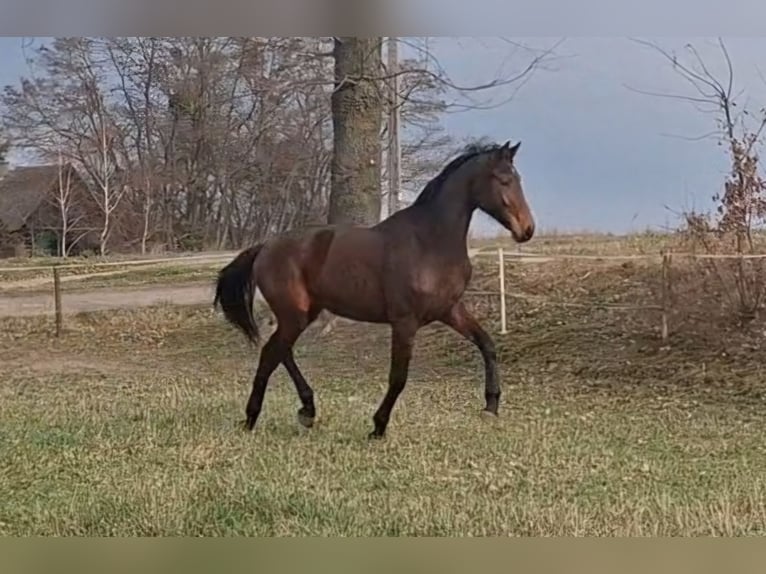 Demi-sang polonais Hongre 2 Ans 172 cm Bai cerise in WĘTFIE