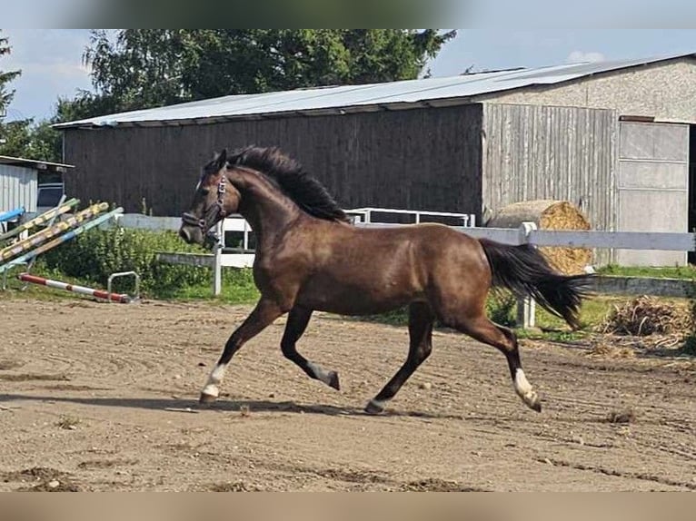 Demi-sang polonais Hongre 2 Ans Bai brun foncé in słupsk