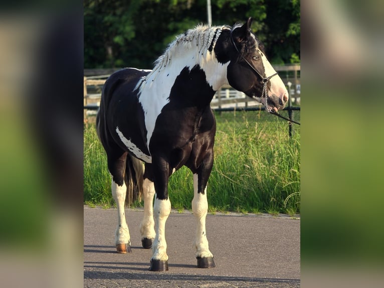 Demi-sang polonais Hongre 3 Ans 149 cm Pinto in Weert